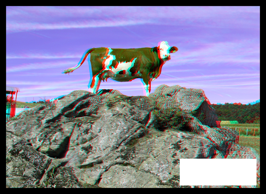 Vache Auverniste