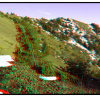 Arbres et arbustes du cône