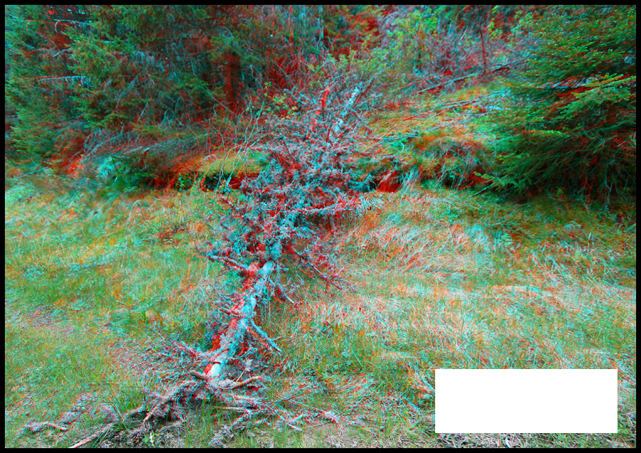 Arbre mort