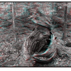 Forêt