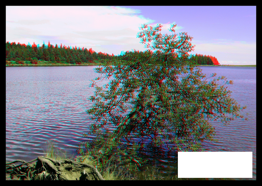 Arbre baigneur