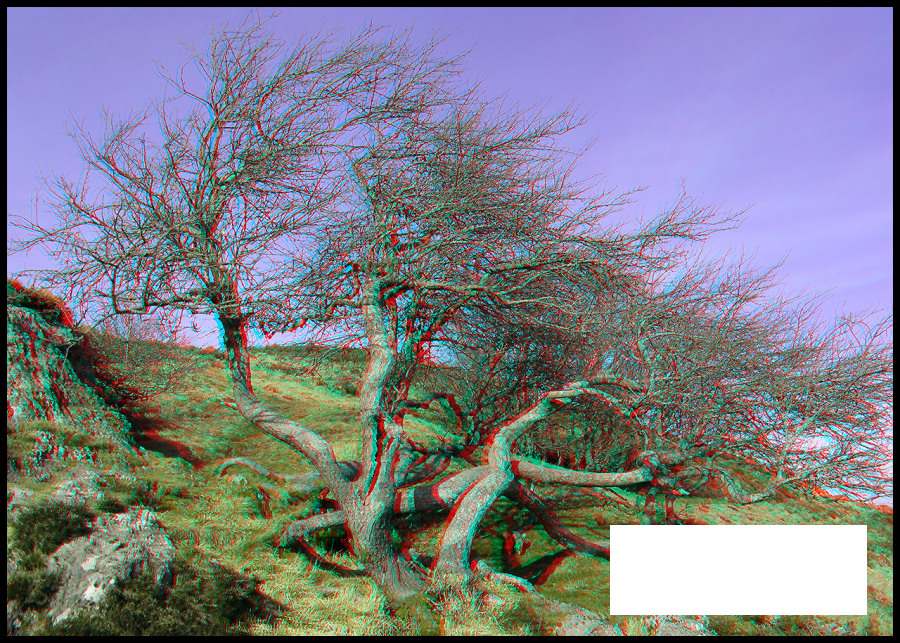 Arbre tourmenté